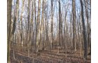 Property photo 21 - 44 Acres Offered in 3 Tracts